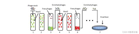 噬菌体分离培养方法 Csdn博客