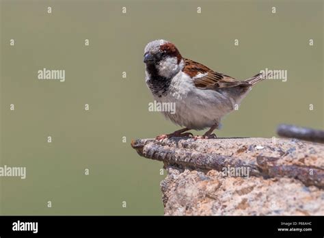 Indian Sparrow Passer Domesticus Indicus Bactrianus Stock Photo Alamy