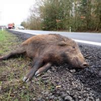 Val D Oise La Voiture Termine Sur Le Toit Apr S Avoir Percut Une