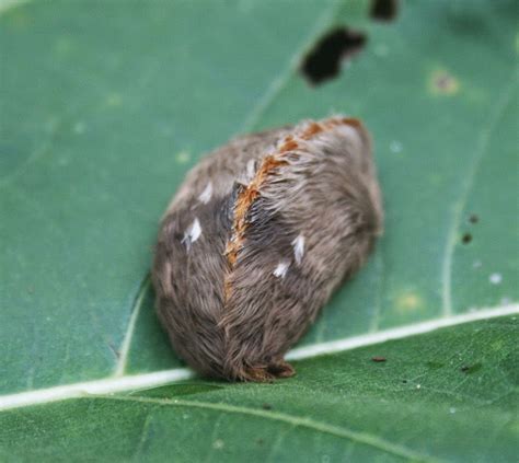 Florida's Stinging Puss Caterpillar | The Survival Gardener