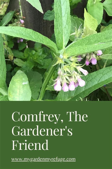 How To Use Comfrey In The Garden Wellness Gardens