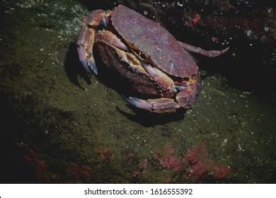 518 Mating Crabs Images, Stock Photos & Vectors | Shutterstock