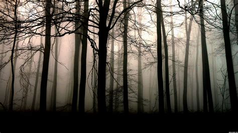 4K Dark Forest Wallpapers - 4k, HD 4K Dark Forest Backgrounds on WallpaperBat