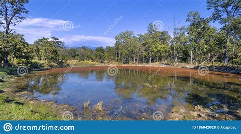 Clay Rich Swamps Sal Forest Royal Bardia National Park Bardiya