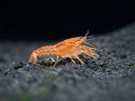 Dwarf Crayfish Tank Mates: How To Choose The Best Buddies For Your Dwarf Crayfish? 2024