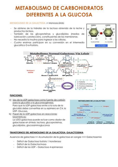 Metabolismo De Carbohidratos Diferentes A La Glucosa Udocz Hot Sex