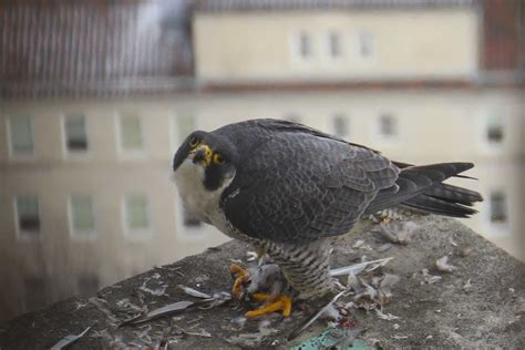 Falcon Images: Falcon Bird Eating Habits