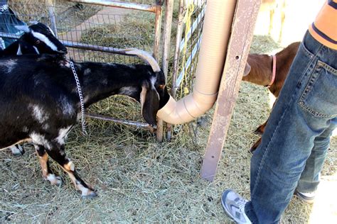 How to Build a Goat Mineral Feeder | Homemade DIY with Plastic Pipe for Cheap!