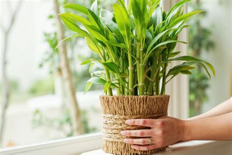 how to care for bamboo plants indoors