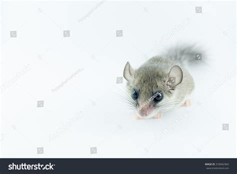 African Pygmy Dormouse Stands On White Stock Photo 318942965 | Shutterstock