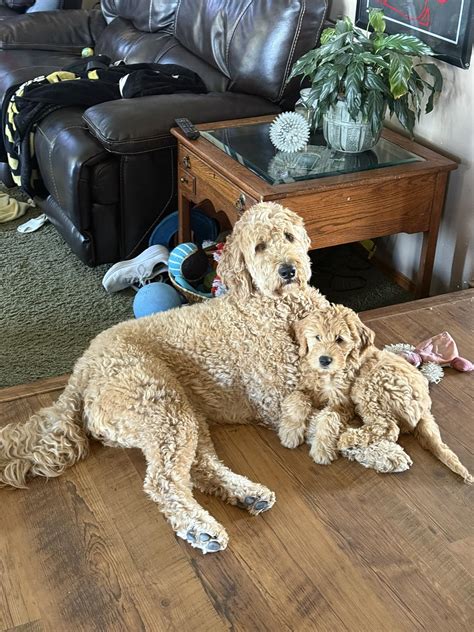 Goldendoodle - The kindness of our Goldendoodles community never ceases to amaze me! I recently