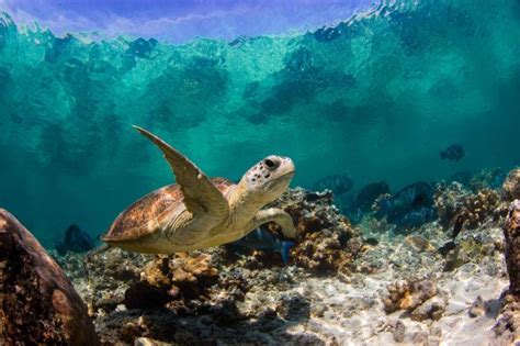 Papel De Parede Animais Mar Embaixo Da Agua Recife De Corais