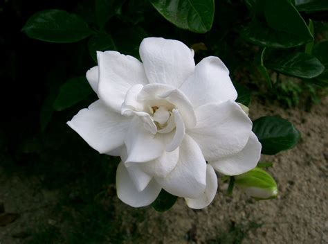 Gardenia jasminoides Seeds - Cape Jasmine - Common Gardenia – O'Neill Seeds