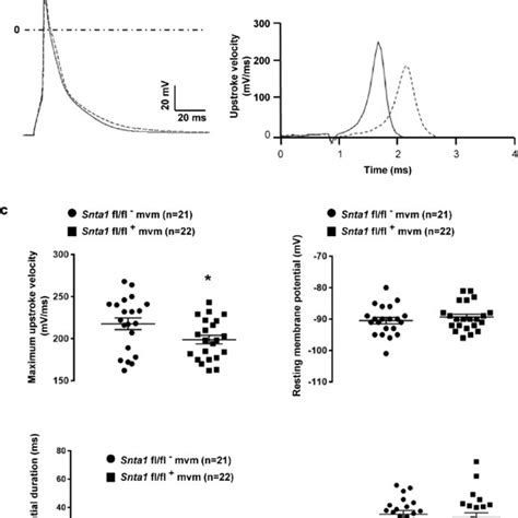 Syntrophin Staining In Wild Type And Knockdown Syntrophin