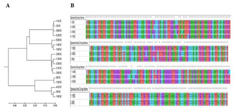 Phylogenetic Tree Alignment And Clustering A ClustalX Phylogenetic