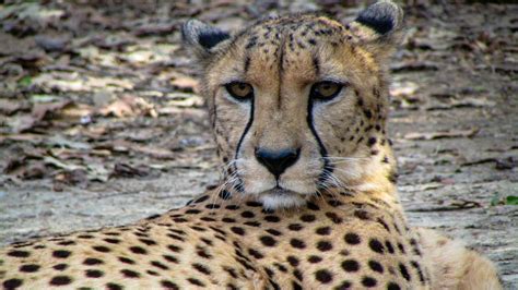 Fast+facts+about+Cheetahs by thefamouscheetah on DeviantArt