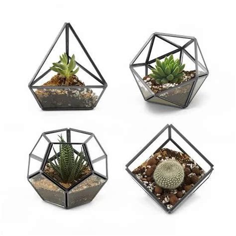 Black Glass Plant Terrariums At Rs 250 Piece In Moradabad Id 2852851218891