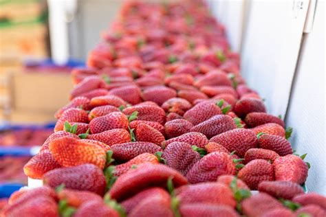 U Pick Strawberry Carlsbad Strawberry Company