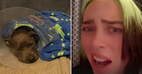 Billie Eilishs Dog Shark Got Surgery After Swallowing A Toy Popsugar