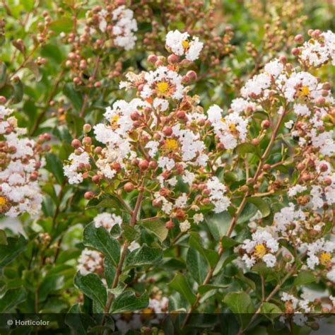 Lagerstroemia Indica Neige D T Tige