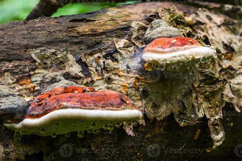 un par de hongos de soporte ganoderma applanatum en el tronco del árbol