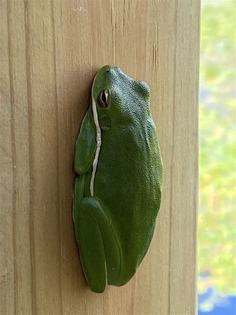 Green Treefrog From Waldron Park Corpus Christi Tx Us On August