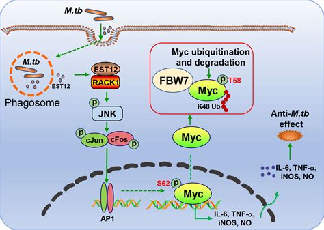 Frontiers Est12 Regulates Myc Expression And Enhances Anti