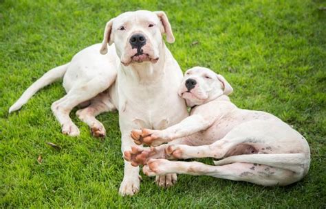 dogo argentino breed facts temperament  care lovetoknow