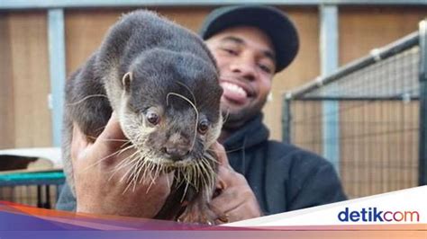 Foto Kenalan Lebih Dekat Sama Si Pria Yang Gendong Komodo