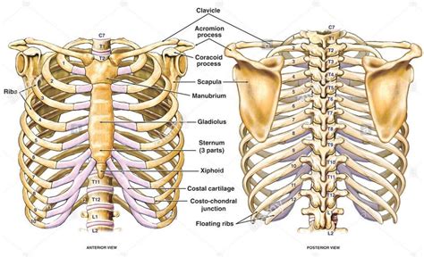 Rib Cage Diagram Labeled Rib Cage Posterior View Labeled Mid Semester ...