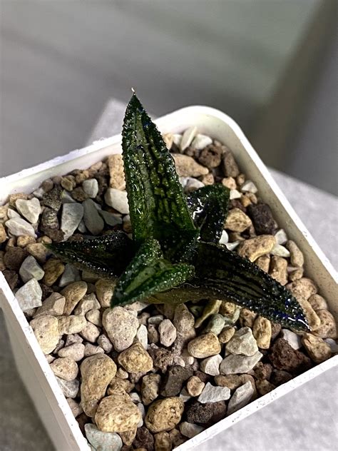 haworthia koelmaniorum hybrid  cactus shop