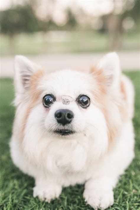 Engaging Tails: Stewie the Pomeranian-Corgi Mix - Daily Dog Tag