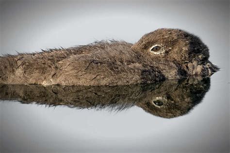 Loon Chick Reflection, Blue Tone - Cool Wildlife