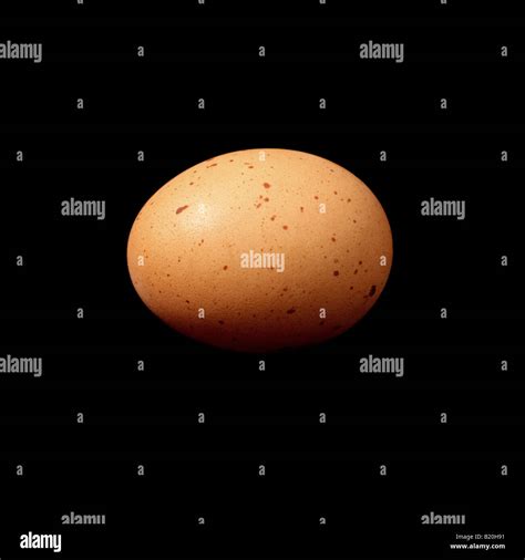 "Hens egg Stock Photo - Alamy