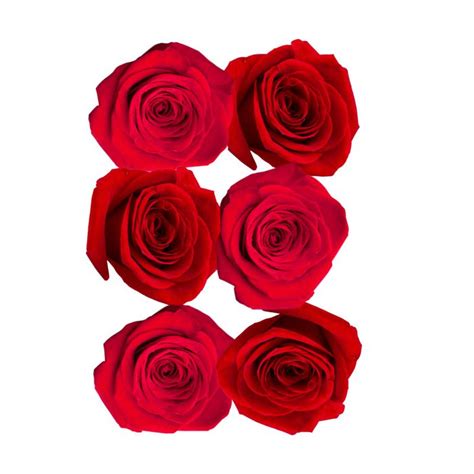 Edible Flowers (Rose) - 20g — FoodCraft Online Store