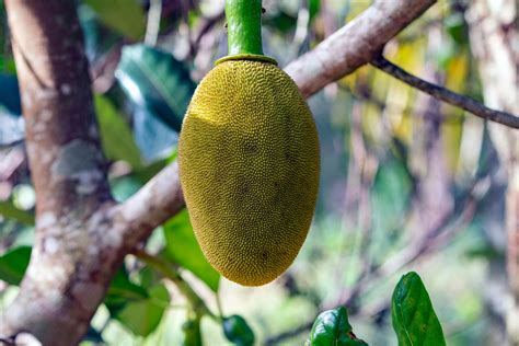 Jackfruit Tree Photos, Download The BEST Free Jackfruit Tree Stock Photos & HD Images