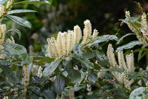 Cómo cultivar y cuidar el laurel cerezo BestHome365