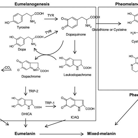 (PDF) Natural Melanogenesis Inhibitors Acting Through the Down-Regulation of Tyrosinase Activity