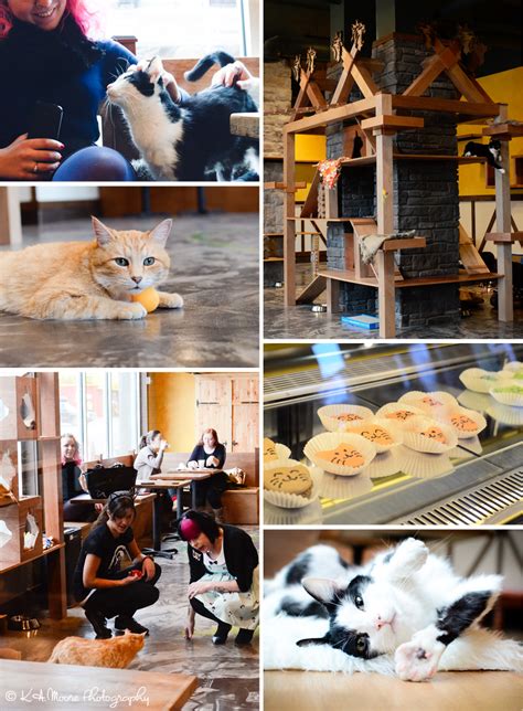 Seattle’s First Cat Cafe Opens | Seattle Cat Photography – K.A.Moore ...