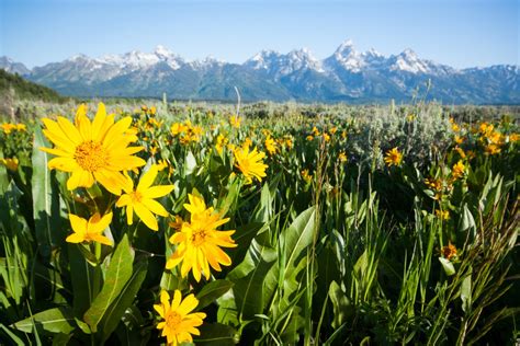 Blooming Wonders: Exploring the Diverse and Captivating Flowers of ...