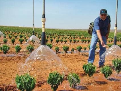 Um Produtor De Café Irrigado - Irrigar o café pode até dobrar a produção