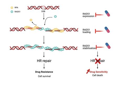 Cancers Free Full Text Regulation Of Rad At The Transcriptional