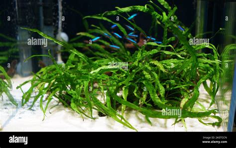 Freshwater aquatic plants in a fish tank with blurred background Stock ...