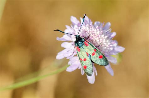 Zygaena lonicerae 1 Großes Fünffleck Widderchen Zygaena Flickr