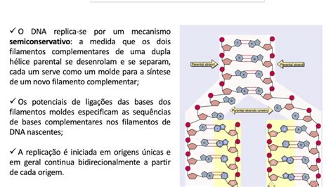 E Aulas Da Usp Aula Estrutura Dos Cidos Nucl Icos E