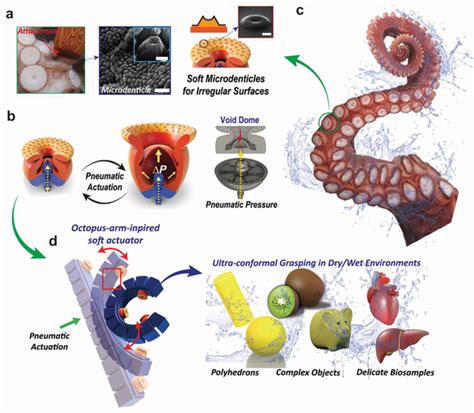 Bioinspired Microdenticle Soft Actuator With Versatile Controllable