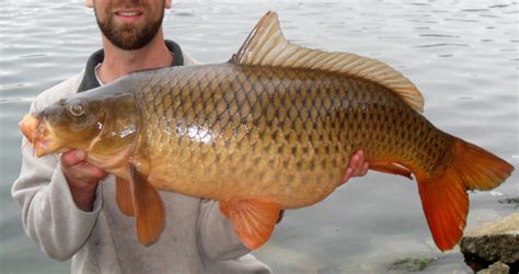 Common Carp in Minnesota Lakes