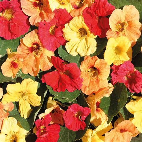 Amazon Outsidepride Seeds Annual Nasturtium Hawaiian Cimbing