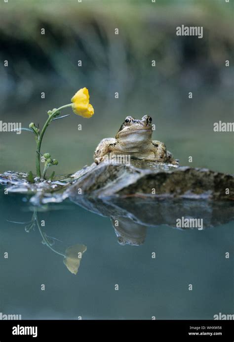 Frog Sitting on Rock Stock Photo - Alamy