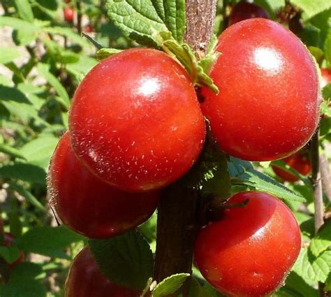 Купить Вишню войлочную Огонек с доставкой в Подмосковье, Сергиевом ...